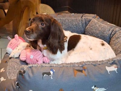 Missy — Springer Spaniel
