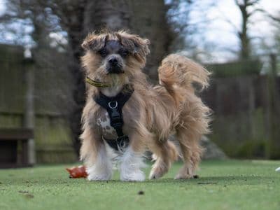 Dennis — Lhasa Apso