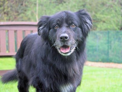 Max — Border Collie Cross