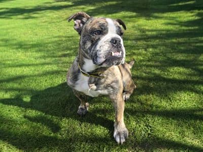 Missy — Bulldog