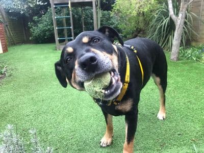 Mr Tubbs — Staffordshire Bull Terrier Cross