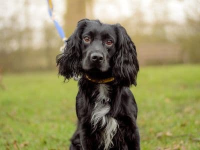 Cooper — Cocker Spaniel