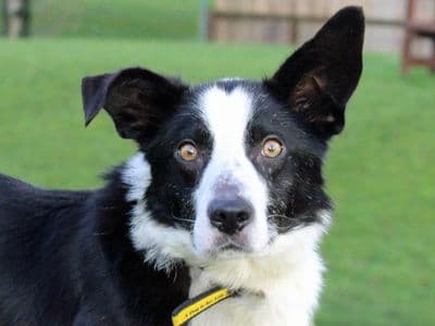 Kitty — Border Collie