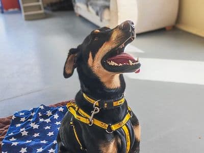 Ajax — Dobermann Cross
