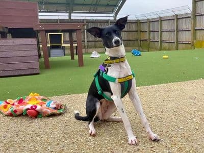 Asia — Lurcher