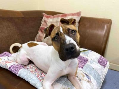 Maple — Staffordshire Bull Terrier Cross