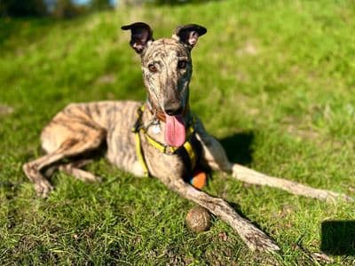 Billy — Greyhound