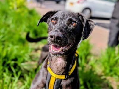 Silkie — Lurcher