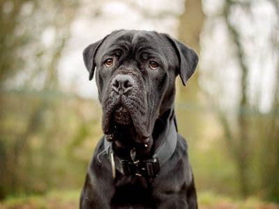 Atlas — Italian Corso Dog