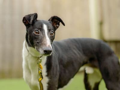 Butler — Whippet