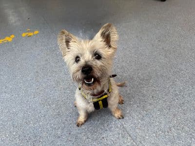 Honey — Cairn Terrier