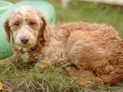 Juliet — Standard Poodle Cross
