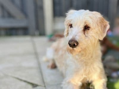 Colin — Miniature Poodle Cross