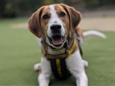 Fred — Foxhound