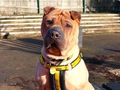 Gretel — Shar Pei