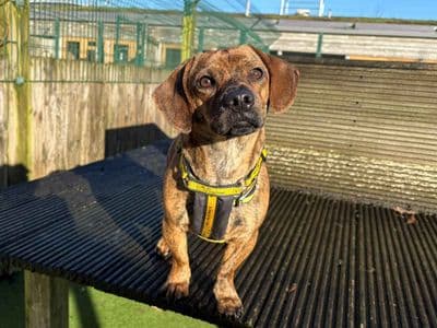 Olive — Pug Cross