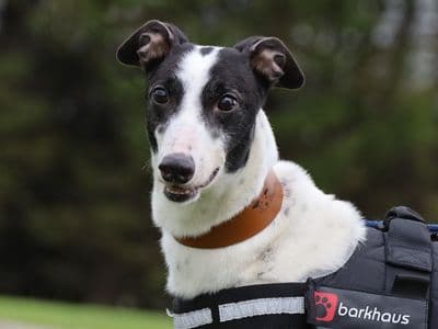 Dot — Greyhound