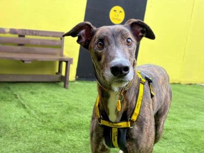 Loki Longlegs — Greyhound