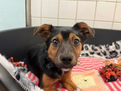 Valentine — Jack Russell Terrier Cross