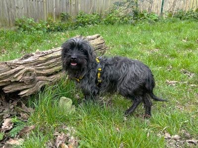 Toby — Yorkshire Terrier Cross