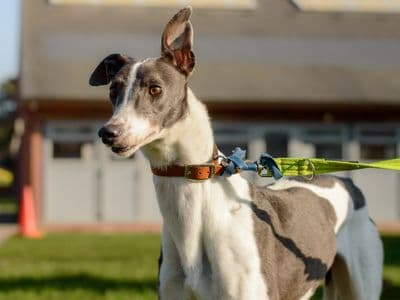 Misty — Greyhound