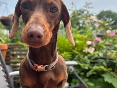 Lily — Dachshund