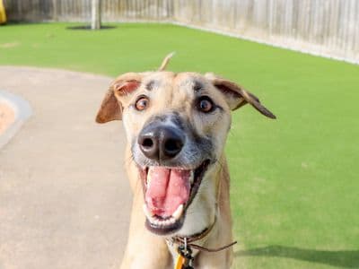 Sidney — Lurcher