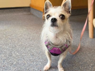 Pixie — Chihuahua Cross