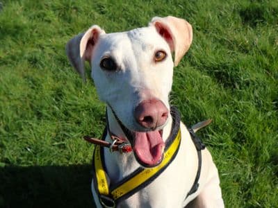 Bertie — Lurcher Cross