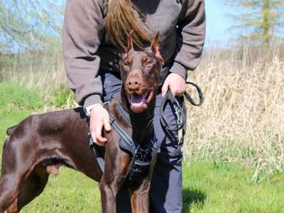 Mouse — Dobermann