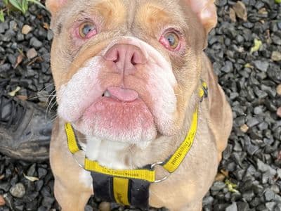 Hank (Tank) — Bulldog Cross