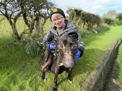 Pickle — Lurcher