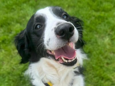 Opie — Border Collie