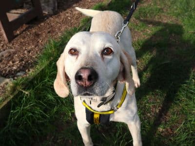 Nutmeg — Foxhound