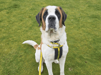 Hobbs — St Bernard