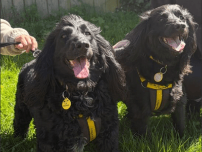 Guinness — Cocker Spaniel Cross
