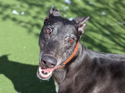 Madge — Greyhound
