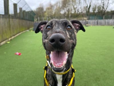 Freddie — Lurcher