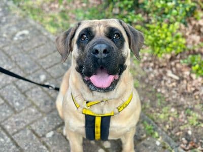 Baby — Mastiff Cross