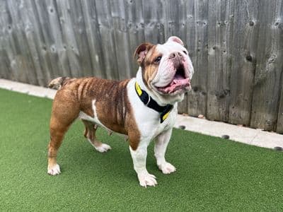 Daisy — Bulldog