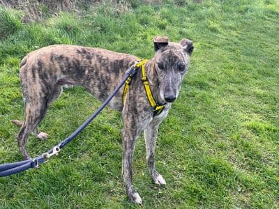 Bobby — Greyhound