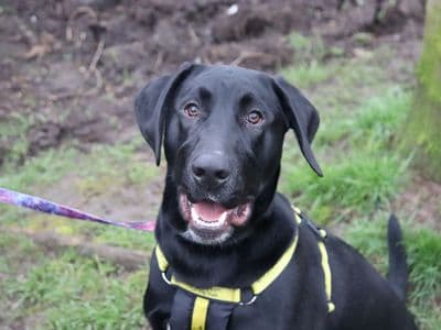 Nico — Labrador Retriever Cross