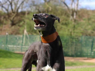 Noodle — Greyhound