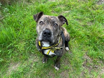 Kitty — Staffordshire Bull Terrier