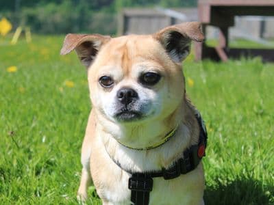 Joey — Chihuahua Cross