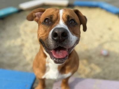 Sherlock — Staffordshire Bull Terrier Cross