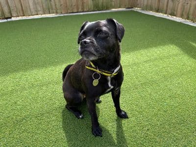 Bella — Pug Cross