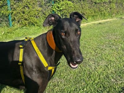 Zoro — Greyhound