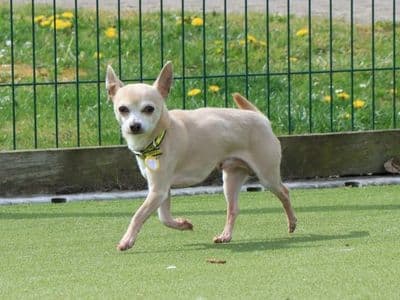 Marley — Chihuahua