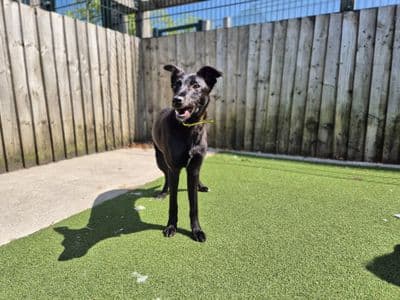 Una — Lurcher